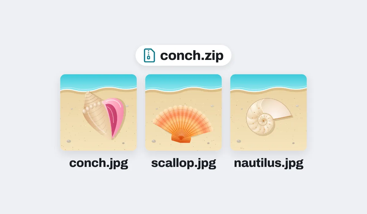 Three shell pictures made as AVIF files, downloaded as JPEG files in one zip, conch.zip, each named after its file: conch.jpg, scallop.jpg and nautilus.jpg