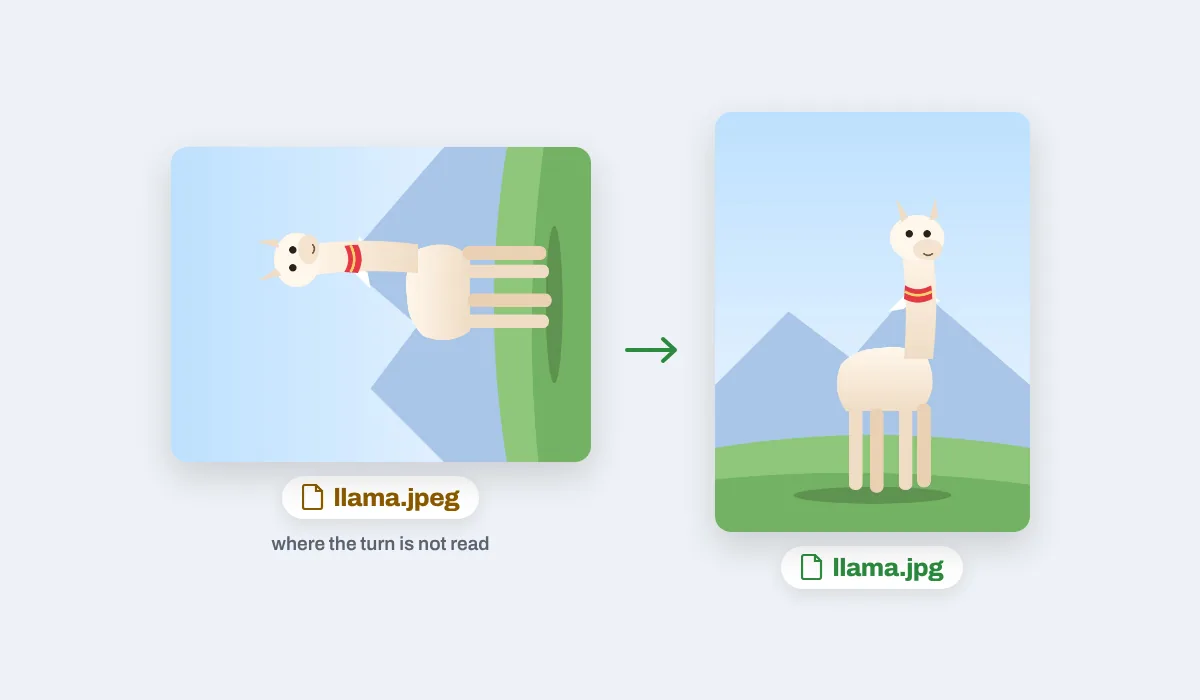 A photo of a llama lying on its side as llama.jpeg, where the turn is not read, and standing upright as llama.jpg