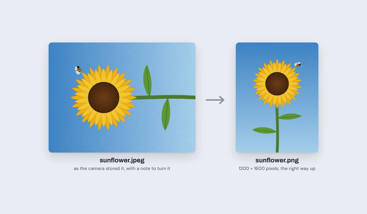 A camera photo of a sunflower stored on its side, as the camera saved it, and the PNG it became, the right way up