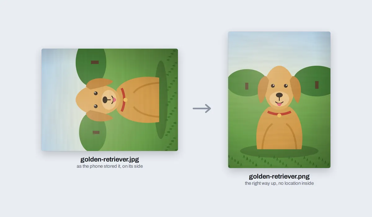 A phone photo of a golden retriever stored on its side, as the camera saved it, and the PNG it became, the right way up